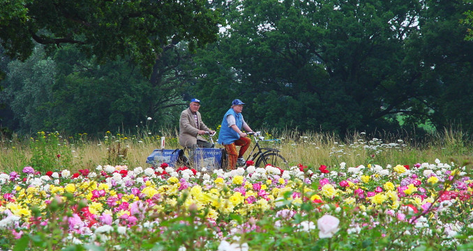 Fietsen door de rozenvelden