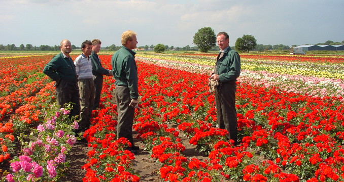 Overleg op een rozenveld